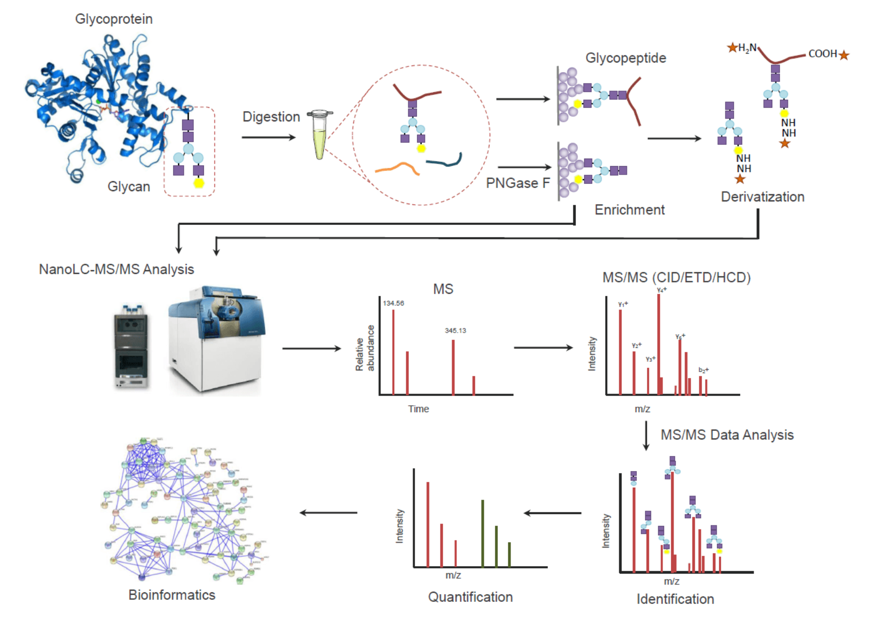 MtoZ-Biolabs-Released-a-Series-of-Glycoprotein-Analysis-Services